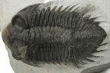 Bargain, Coltraneia Trilobite Fossil - Huge Faceted Eyes #229845-3